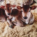 stonypondfarm 프로필 사진