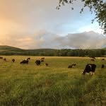 chaseholmfarm 프로필 사진