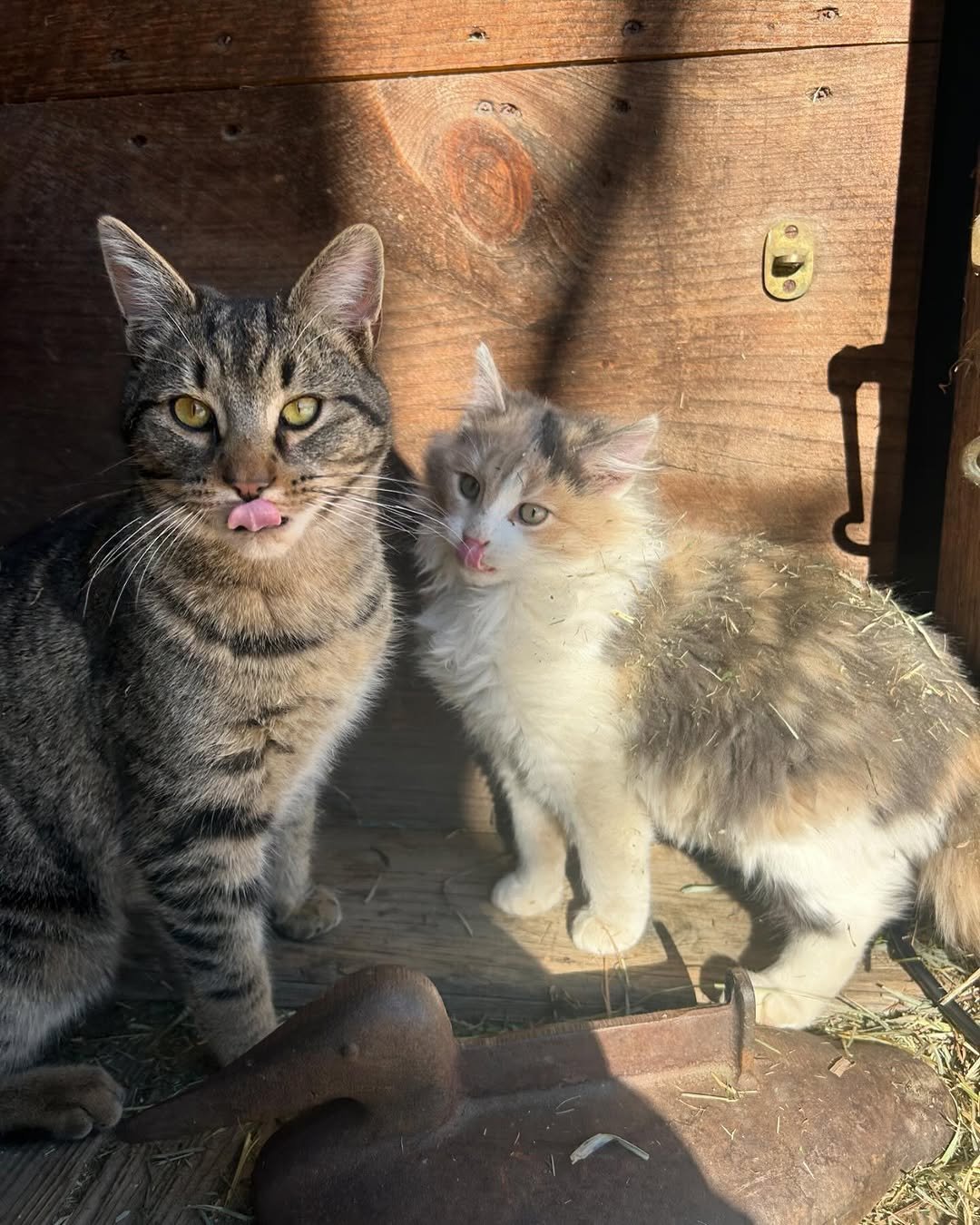 Photo by Louisa, She/her in Vermont. May be an image of tortoiseshell cat, kitten and text.