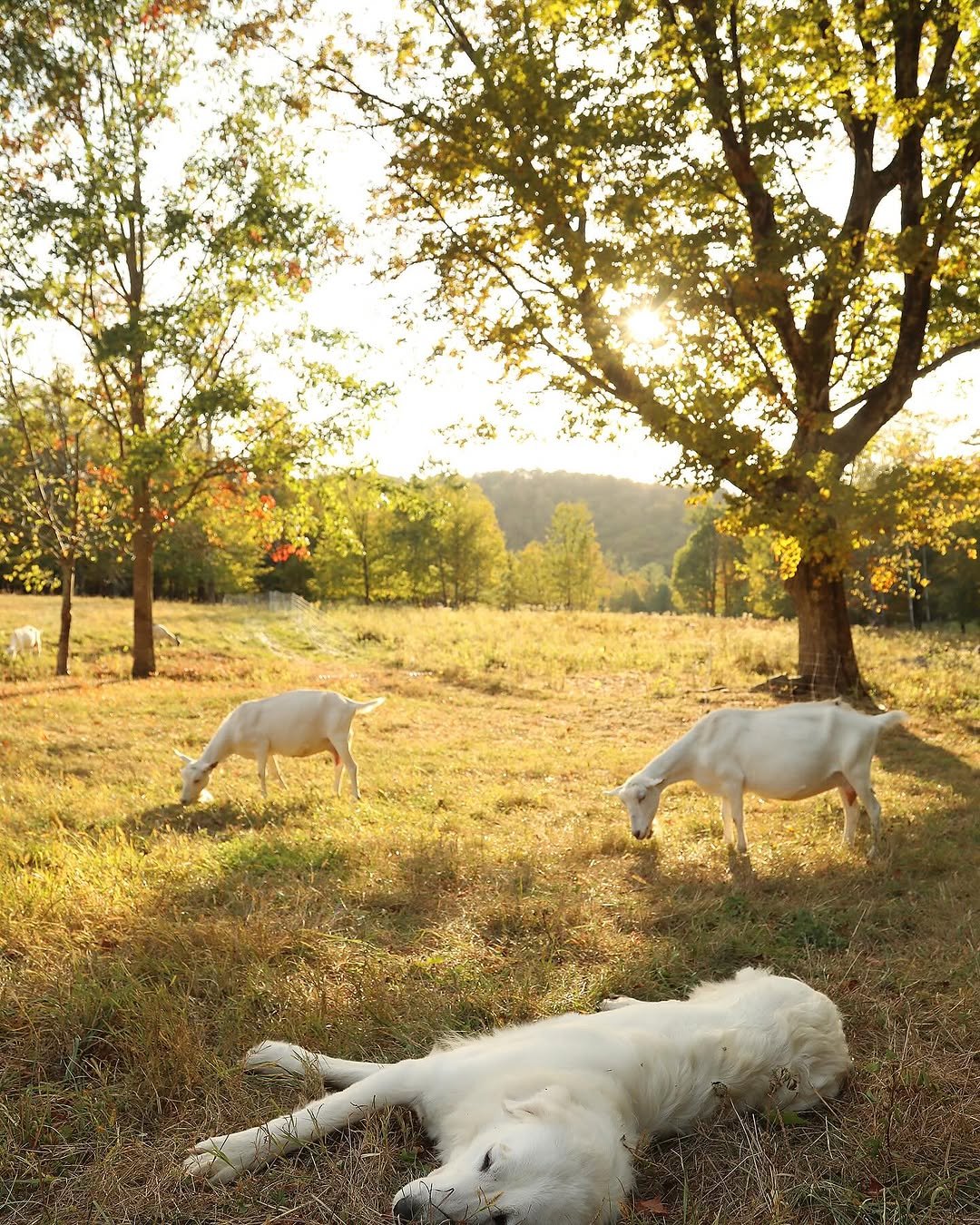 Photo by Louisa, She/her on September 23, 2025. May be an image of Great Pyrenees, sheep, Afghan hound, foal and text.