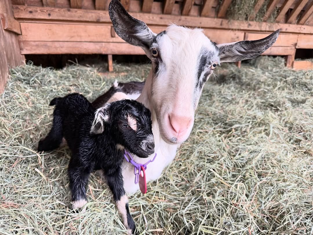 bigpicturefarm 게시물 이미지: First kids of 2026 born to Little Red Corvette...