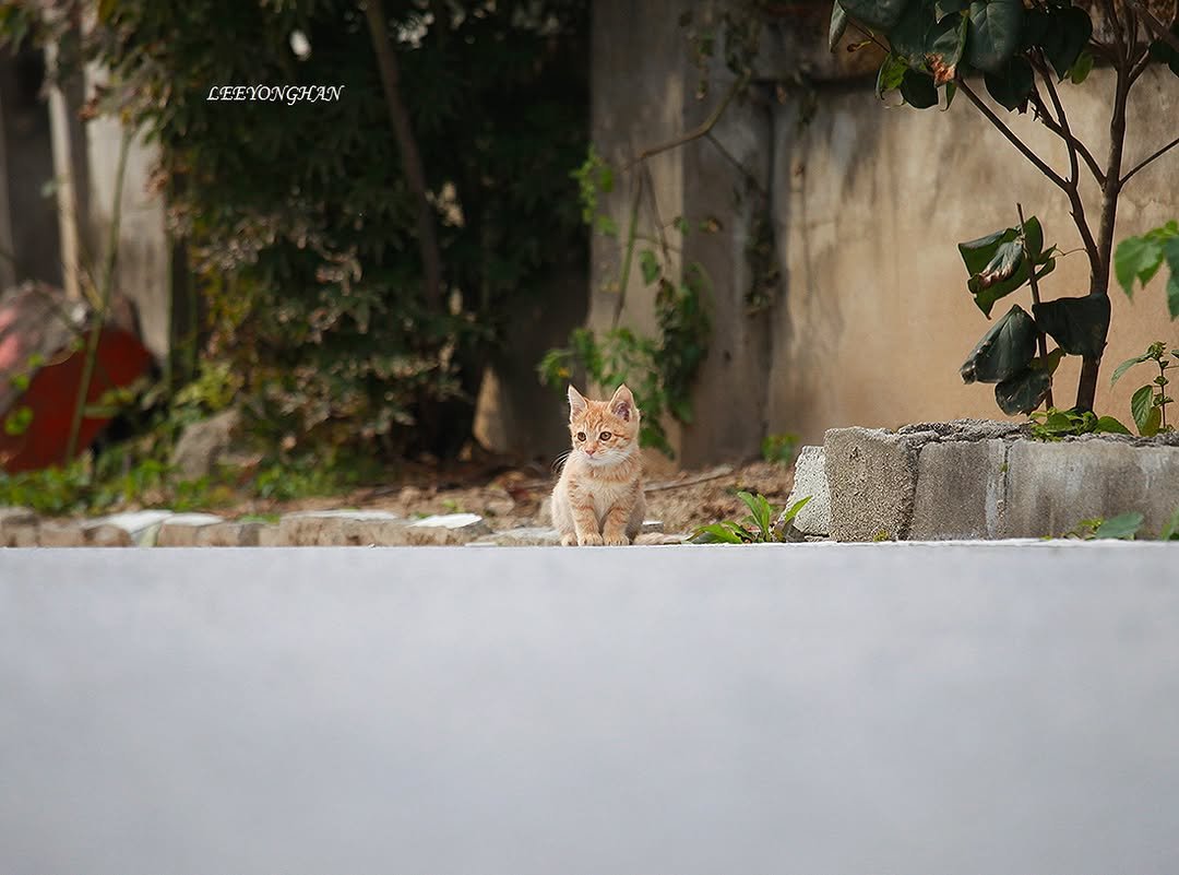 Photo by 이용한 on November 12, 2025. May be an image of kitten, tortoiseshell cat and text.