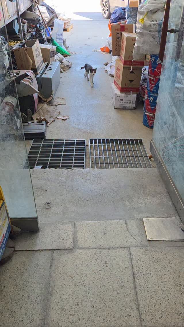 binkond 게시물 이미지: 옆동네 철물점 고양이. 등장할 때부터 이리오너라 큰소리로 주인장을 불러댄다.