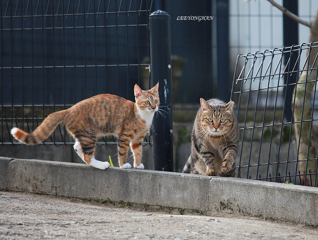 Photo by 이용한 on September 24, 2025. May be an image of kitten, tortoiseshell cat and text.