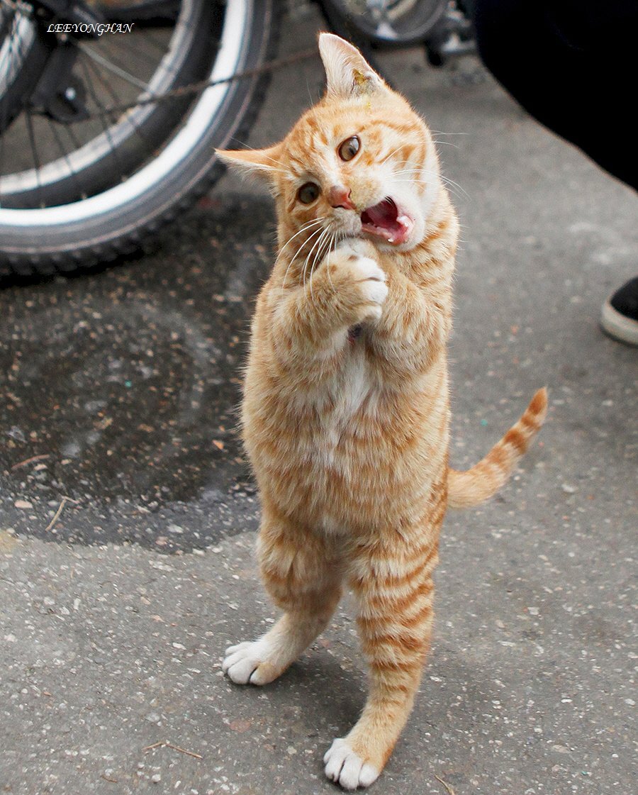 Photo by 이용한 on September 23, 2025. May be an image of Abyssinian cat, kitten and text.