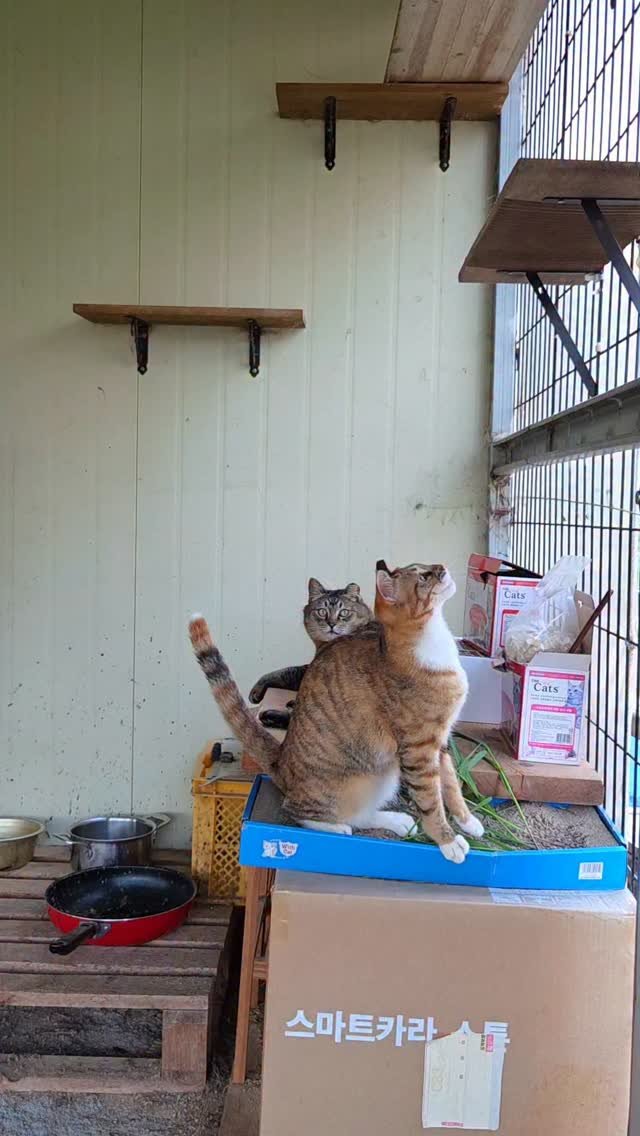 binkond 게시물 이미지: 여전히 놀기 좋아하는 람지.