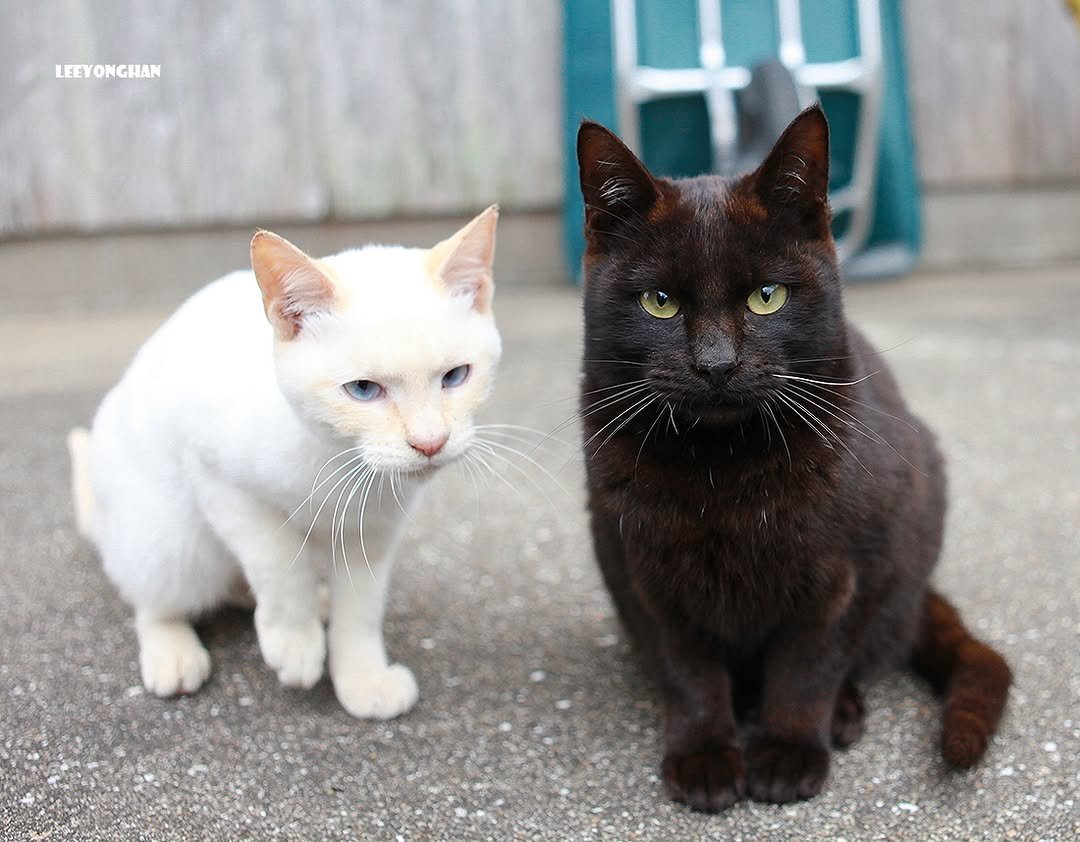 Photo by 이용한 on April 27, 2026. May be an image of kitten and text.