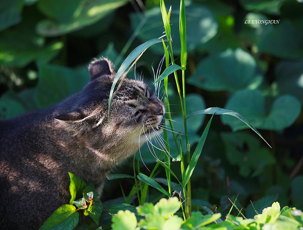Photo by 이용한 on September 26, 2025. May be an image of chipmunk, rodent, squirrel and text.
