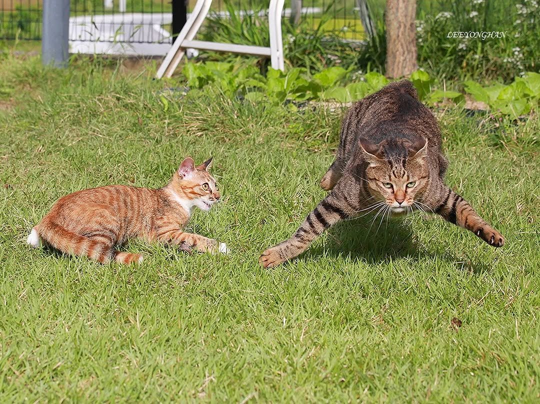 Photo by 이용한 on September 24, 2025. May be an image of Abyssinian cat, kitten and text.