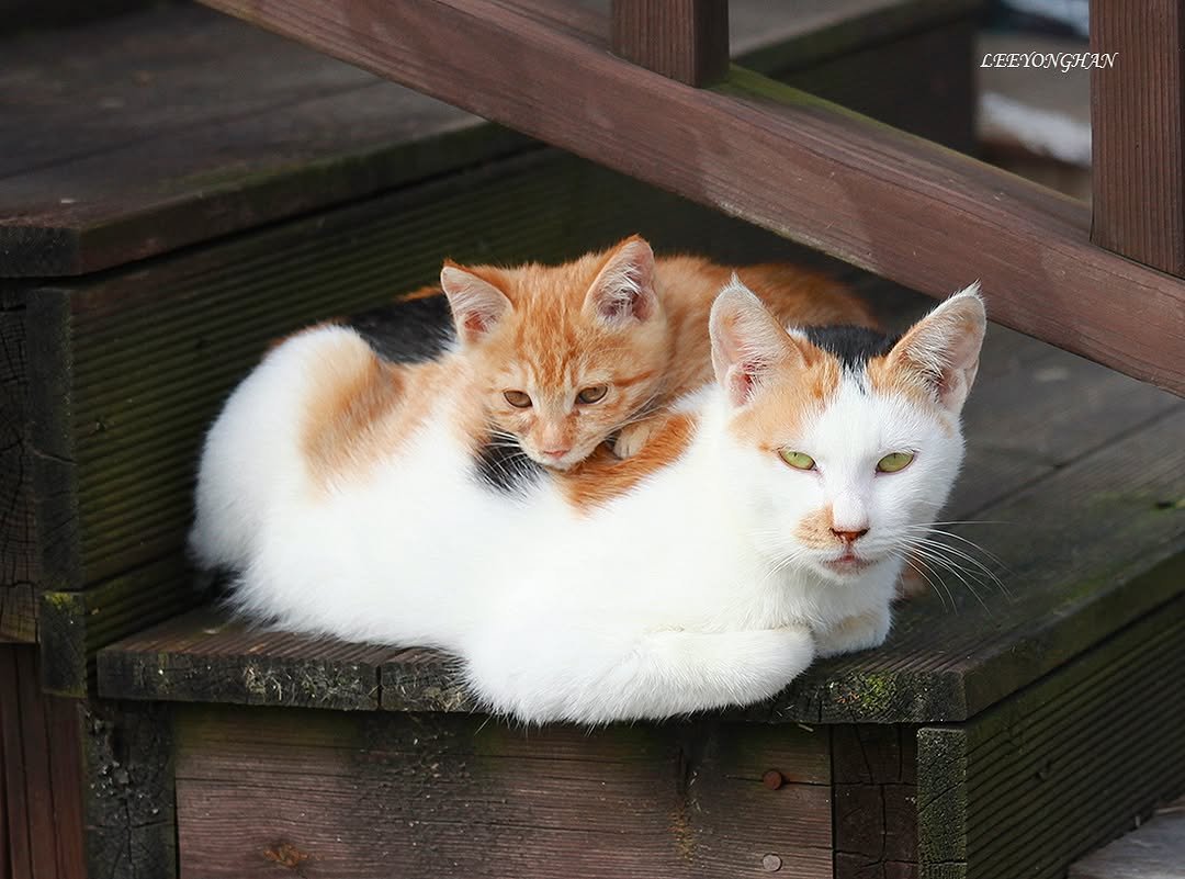 Photo by 이용한 on November 14, 2025. May be an image of kitten, tortoiseshell cat and text.