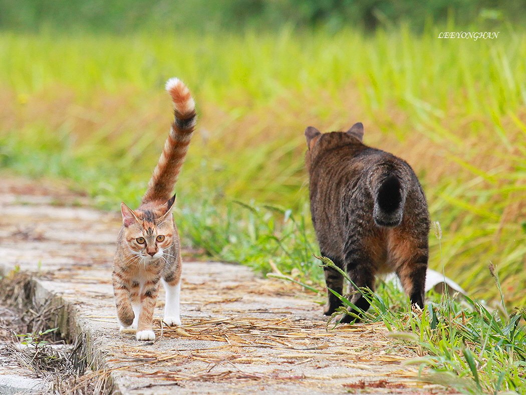 Photo by 이용한 on September 25, 2025. May be an image of big cat, tiger, Abyssinian cat, kitten, serval and text.