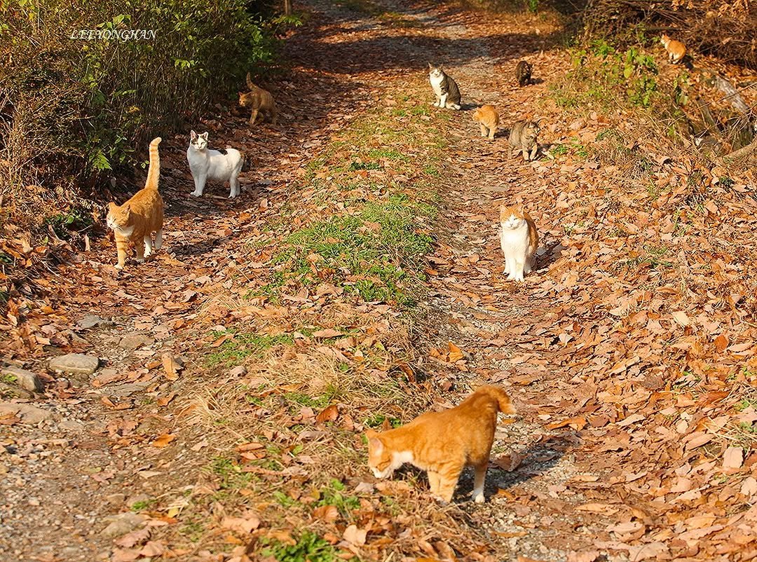 Photo by 이용한 on November 13, 2025. May be an image of wallaby, deer, sheep, goat, lamb, Norwich terrier and text.