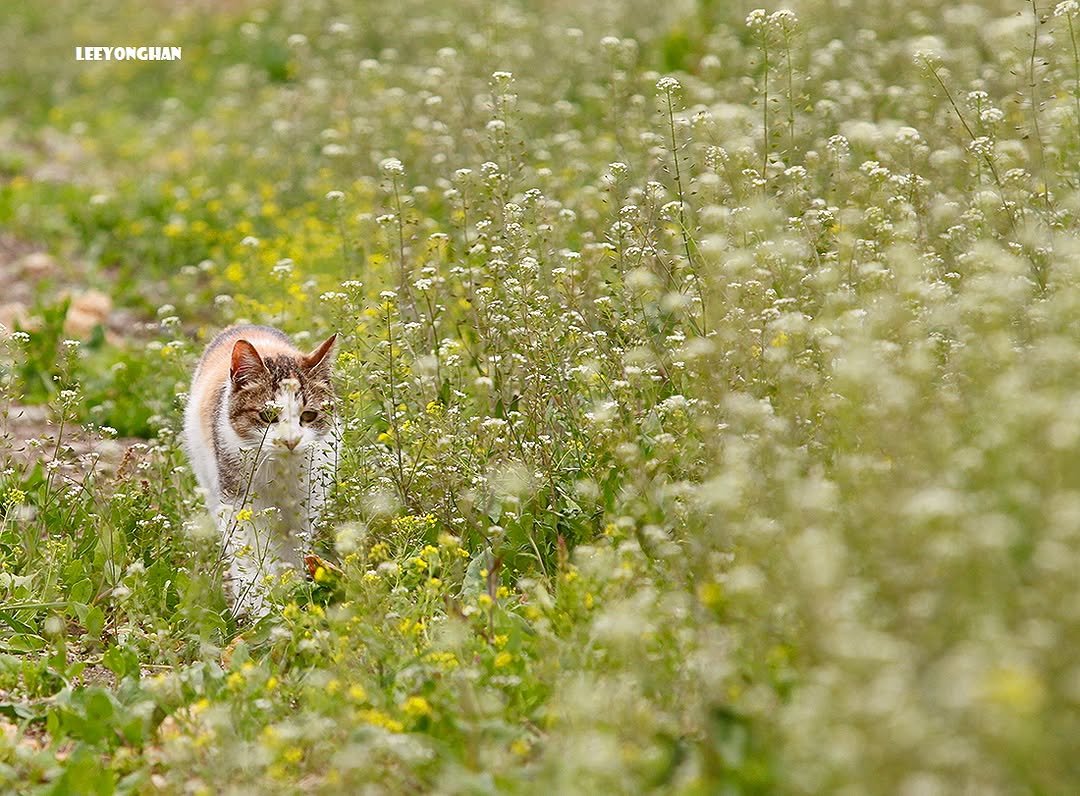 Photo by 이용한 on April 26, 2026. May be an image of kitten, white clover, dandelion and text.