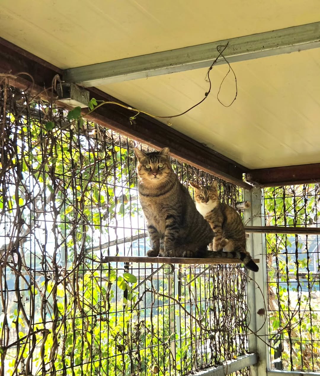 Photo by 이용한 on November 13, 2025. May be an image of kitten, tortoiseshell cat and text.