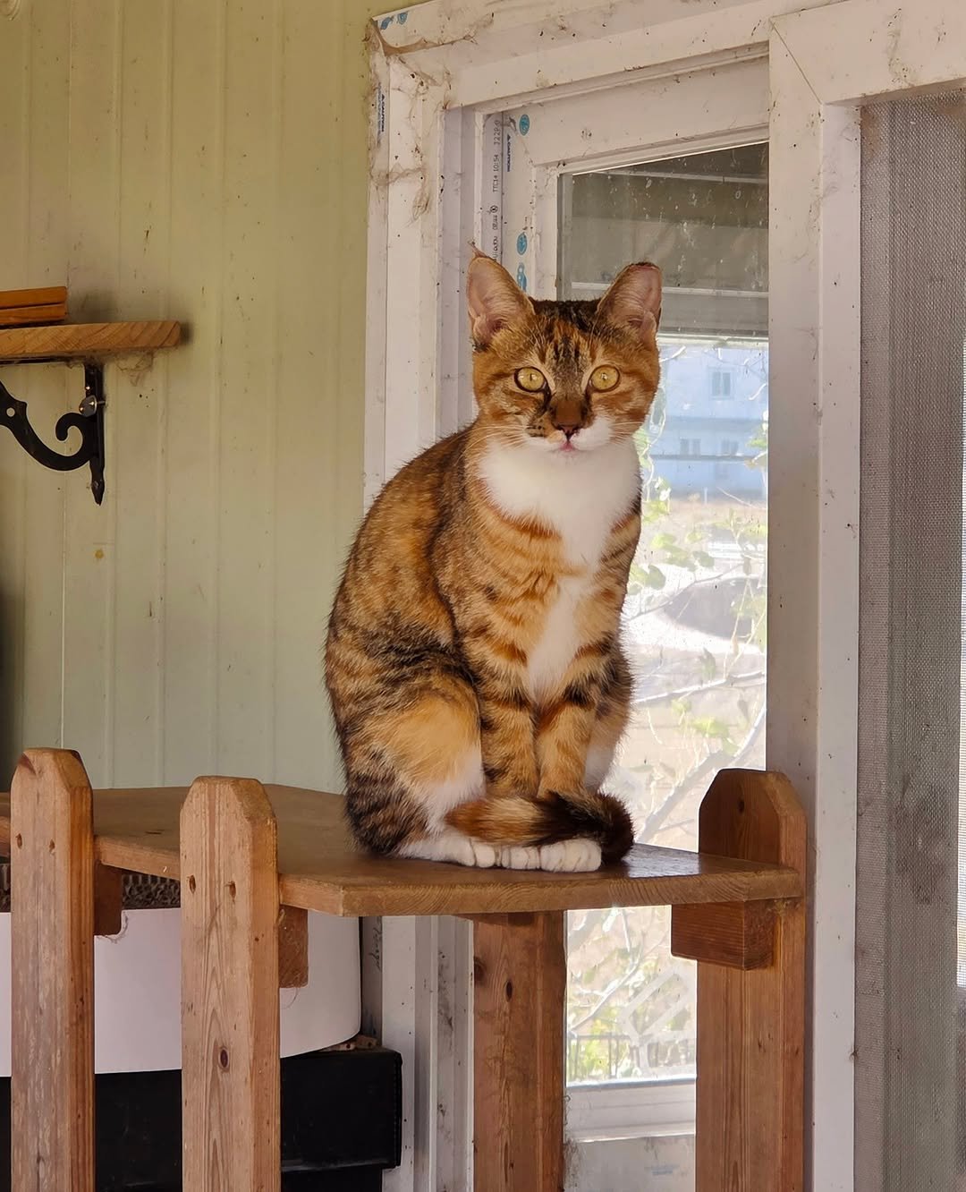 Photo by 이용한 on November 11, 2025. May be an image of tortoiseshell cat, kitten and text.