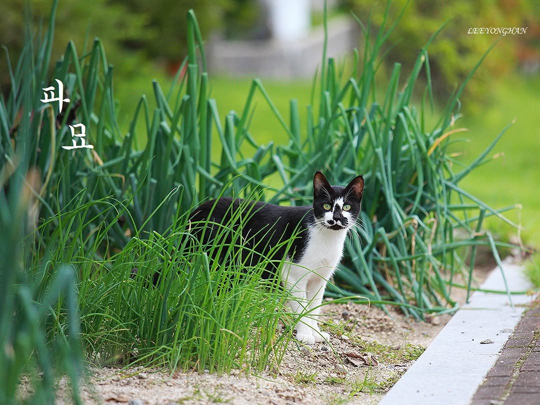 Photo by 이용한 on September 24, 2025. May be an image of tortoiseshell cat, kitten and text that says 'CEEYONGHAN 파 요'.