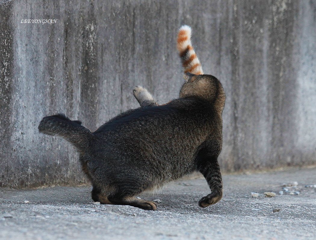 Photo by 이용한 on September 24, 2025. May be an image of red panda and text.