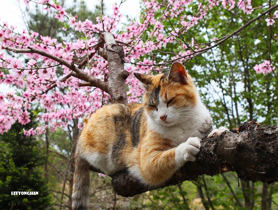 Photo by 이용한 on April 26, 2026. May be an image of kitten, tortoiseshell cat and text.