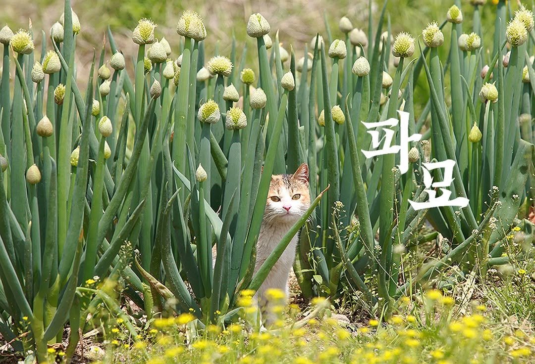 Photo by 이용한 on March 10, 2024.