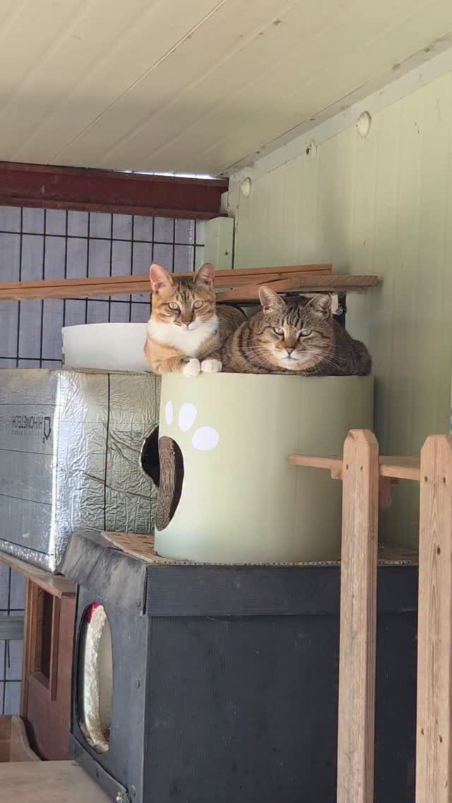 binkond 게시물 이미지: 쿠람지 투샷. 정지화면 아님.