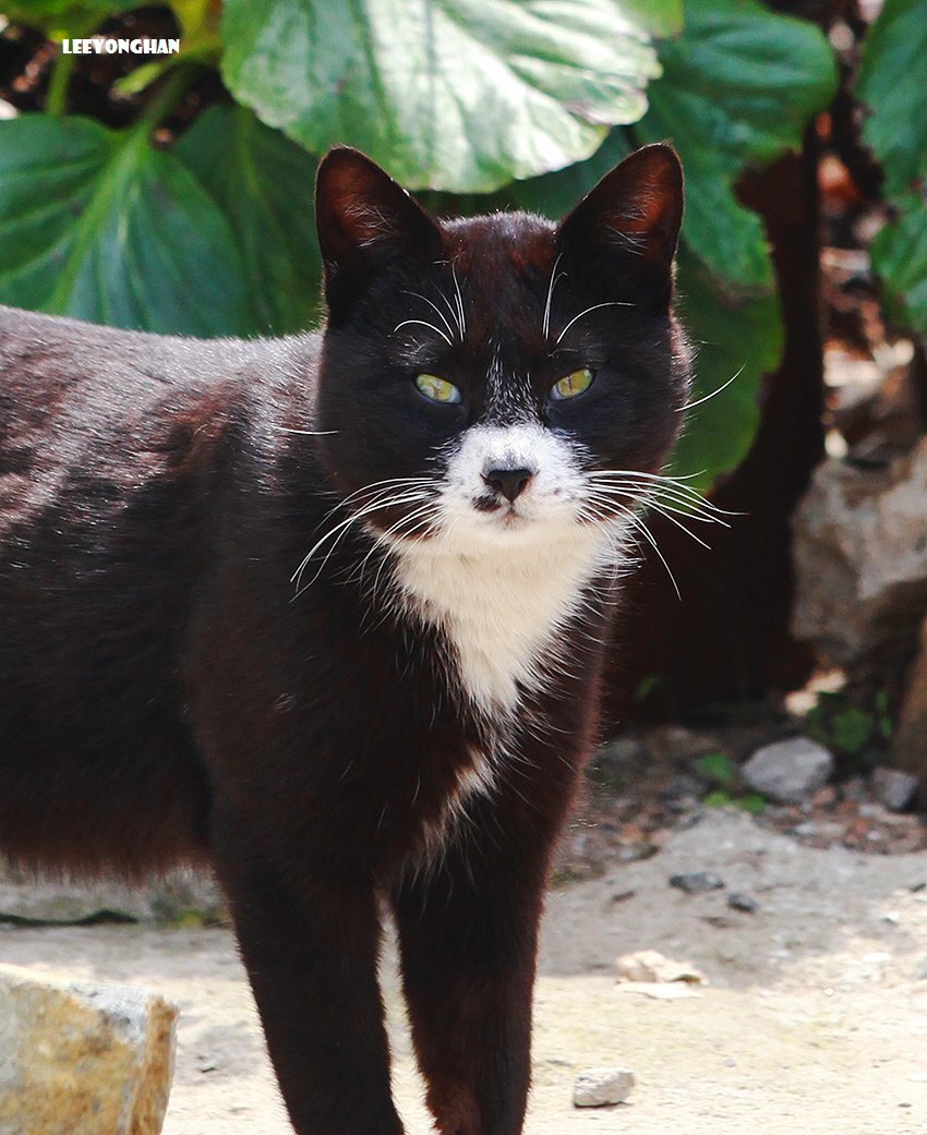 Photo by 이용한 on April 26, 2026. May be an image of kitten and text.