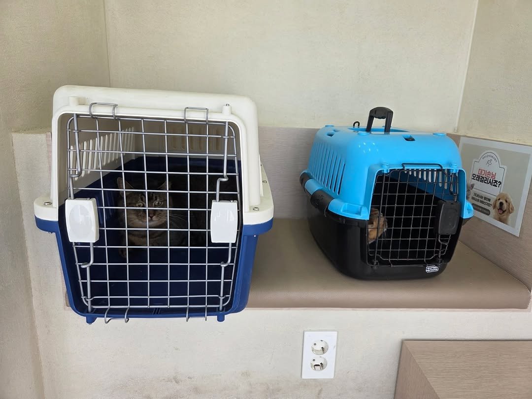 Photo by 이용한 on November 10, 2025. May be an image of chihuahua, Abyssinian cat, tortoiseshell cat, kitten, cage and text.