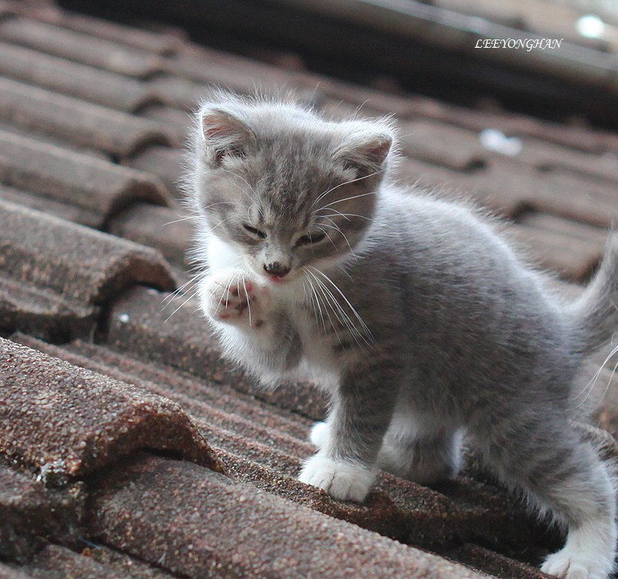 Photo by 이용한 on November 12, 2025. May be an image of kitten and text.