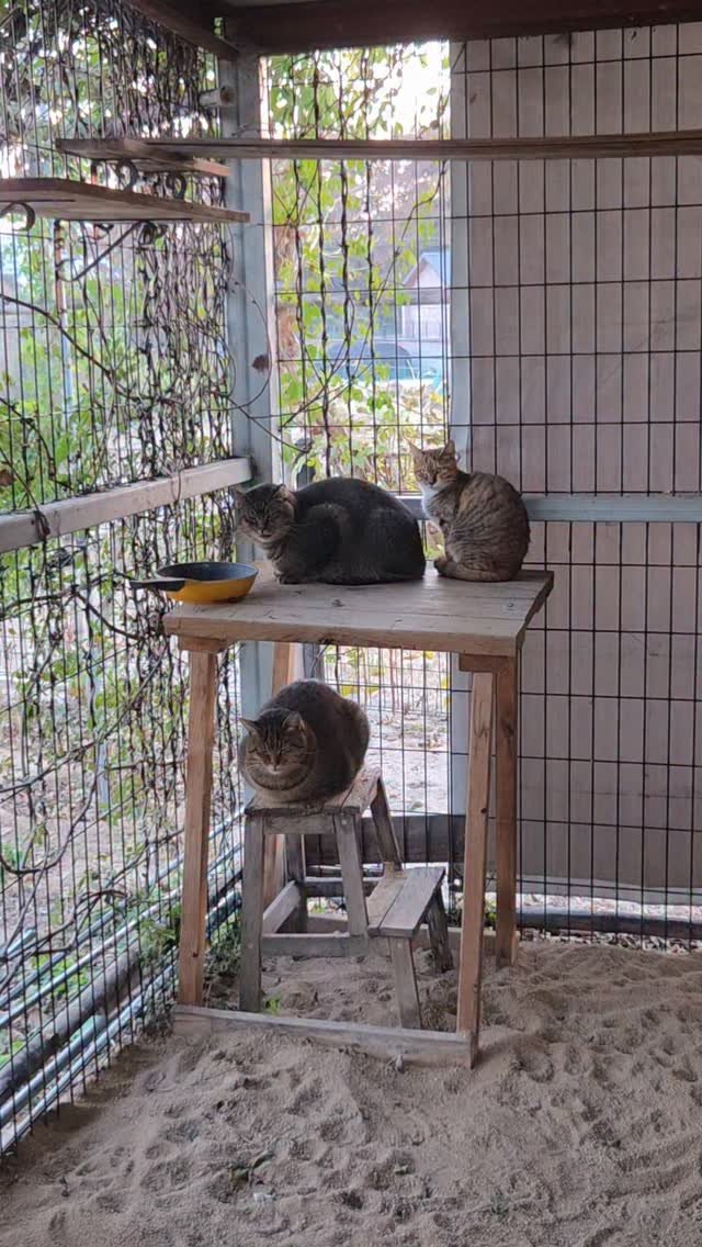 binkond 게시물 이미지: 오늘 아쿠도 병원에 다녀왔습니다. 수액과 2주 항생제, 네블라이저 치료를 받았고,...