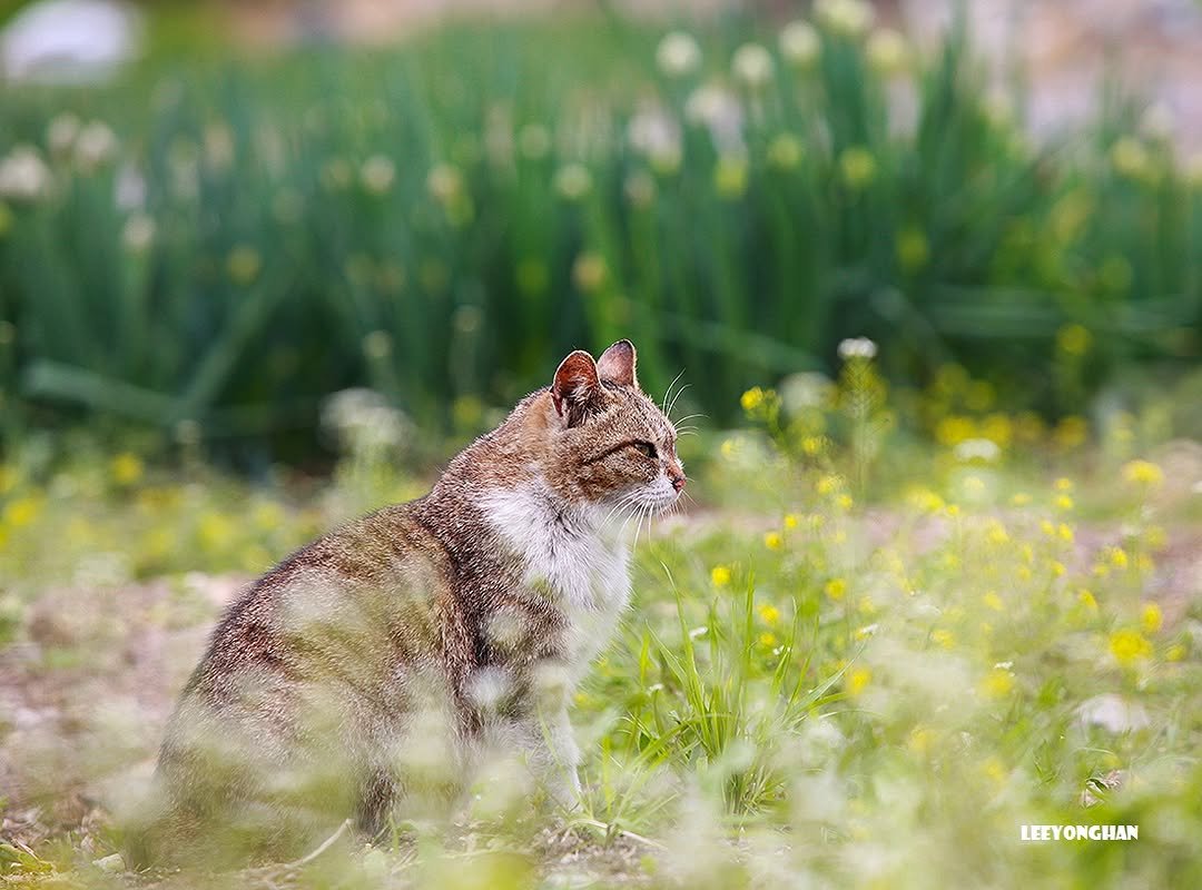 Photo by 이용한 on April 27, 2026. May be an image of rabbit, chipmunk, grouse, rodent, squirrel and text.
