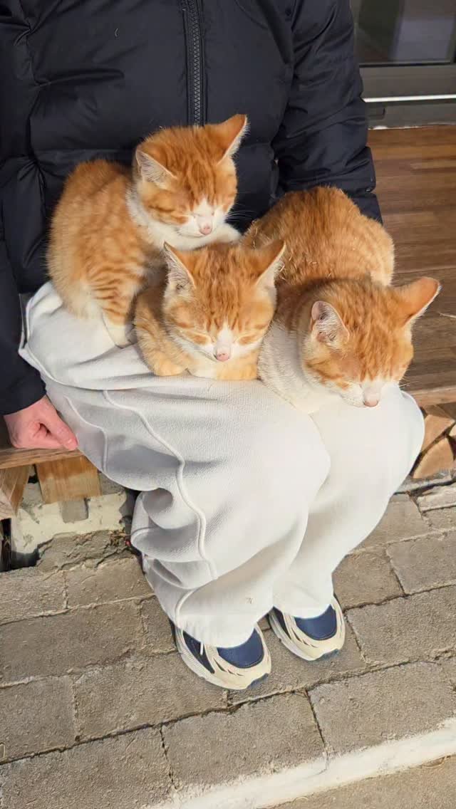 binkond 게시물 이미지: 무릎냥이들은 내려갈 생각이 없고 무릎의 주인은 일어날수가 없다. 한두마리 고양이가...