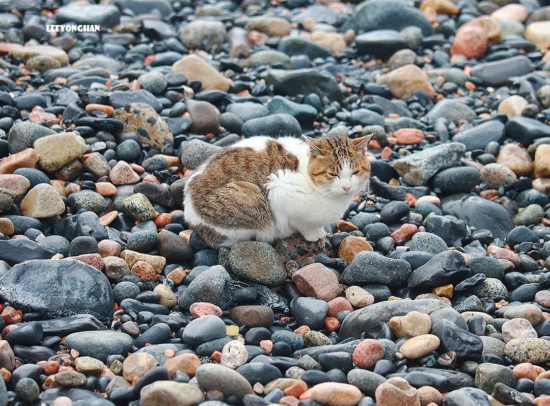 Photo by 이용한 on April 27, 2026. May be an image of rabbit, chipmunk, rodent, squirrel, seal and text.