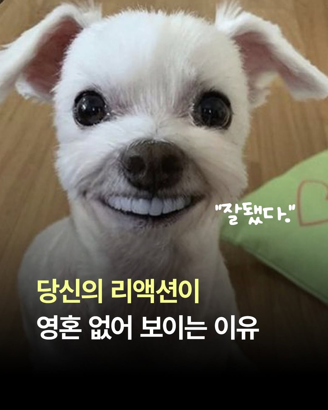 Photo by 비즈니스북스 on April 22, 2026. May be an image of Norwich terrier, Maltese, collie, chihuahua and text that says '"잘됐다." M 2 당신의 리액션이 영혼 없어 보이는 이유'.