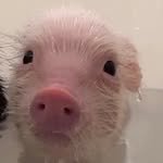 surethisbunnyy 프로필 사진