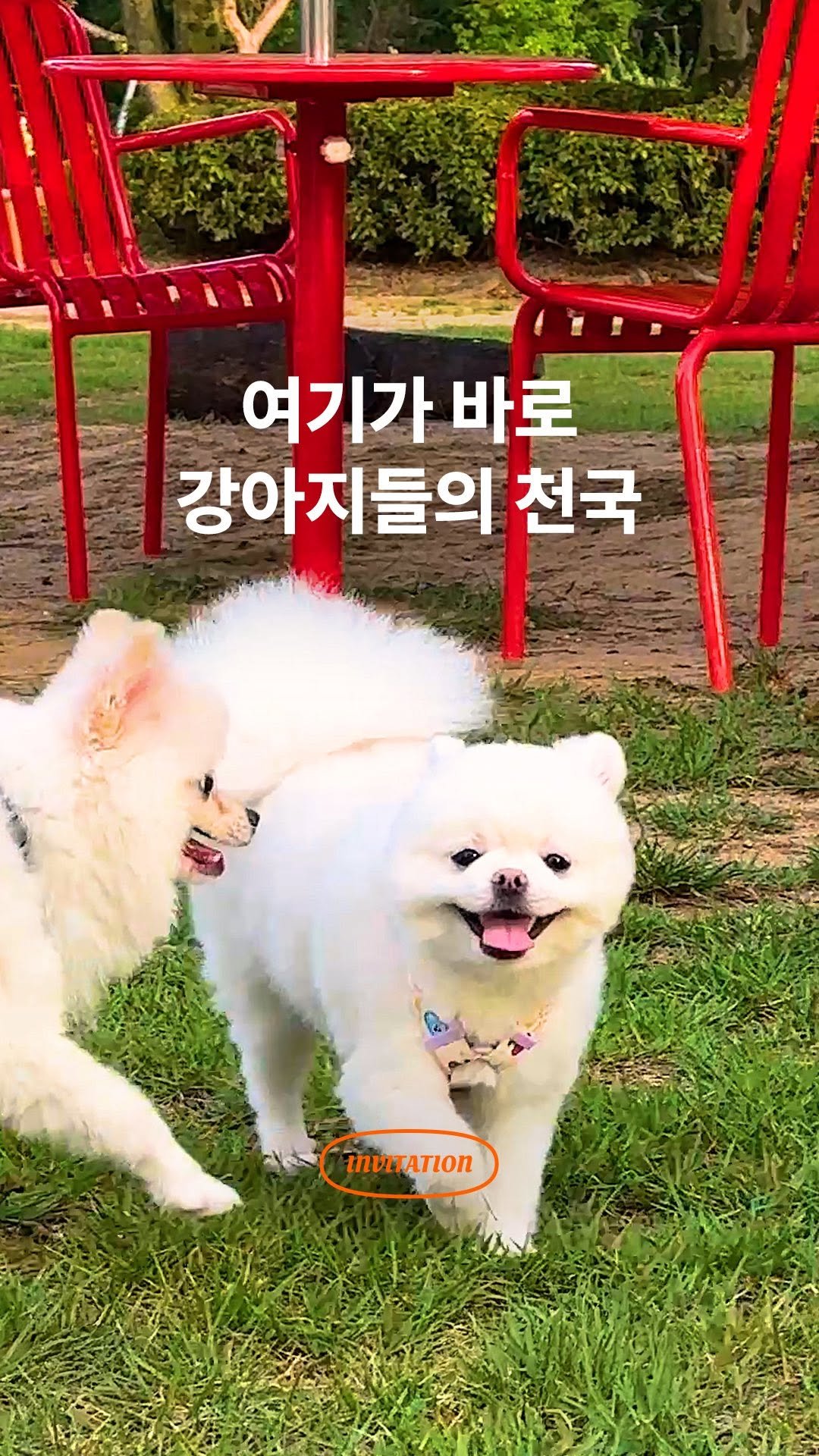 black_goodchoice 게시물 이미지: #EVENT 자연 속 반려견이 뛰노는 강아지들의 천국🐕💚
@친구 태그 여기로 여행...