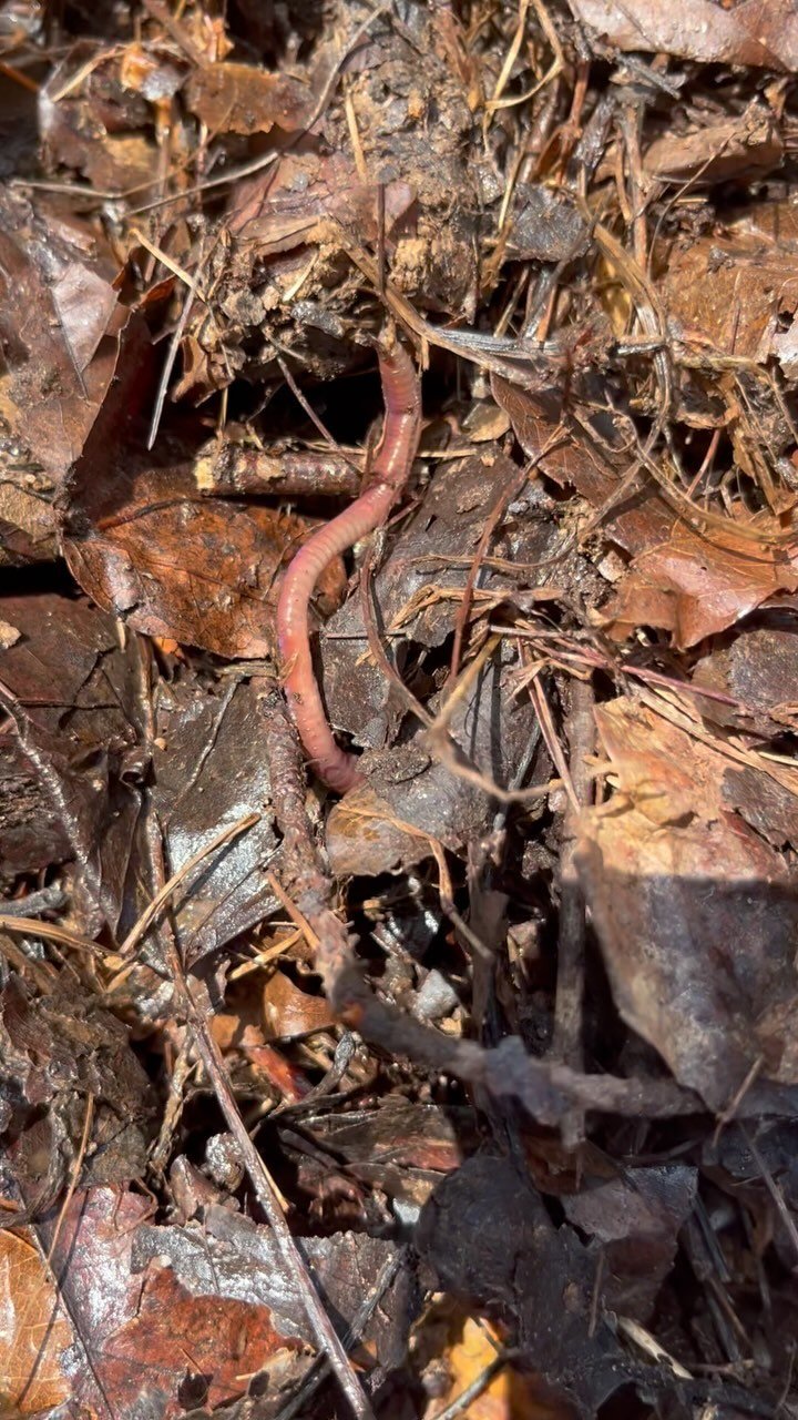 black_suburban_homestead 게시물 이미지: If you compost they will come….

Composting is...