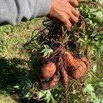 sistersofthesoilfarm 프로필 사진