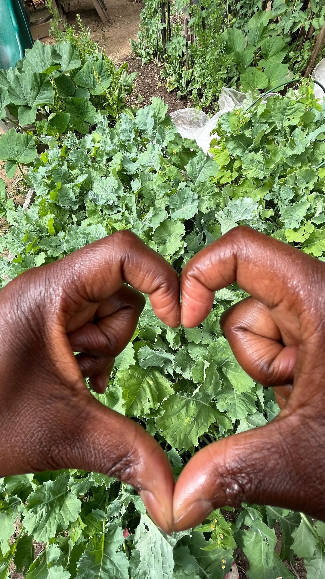 black_suburban_homestead 게시물 이미지: Don’t forget while you’re watering your garden...