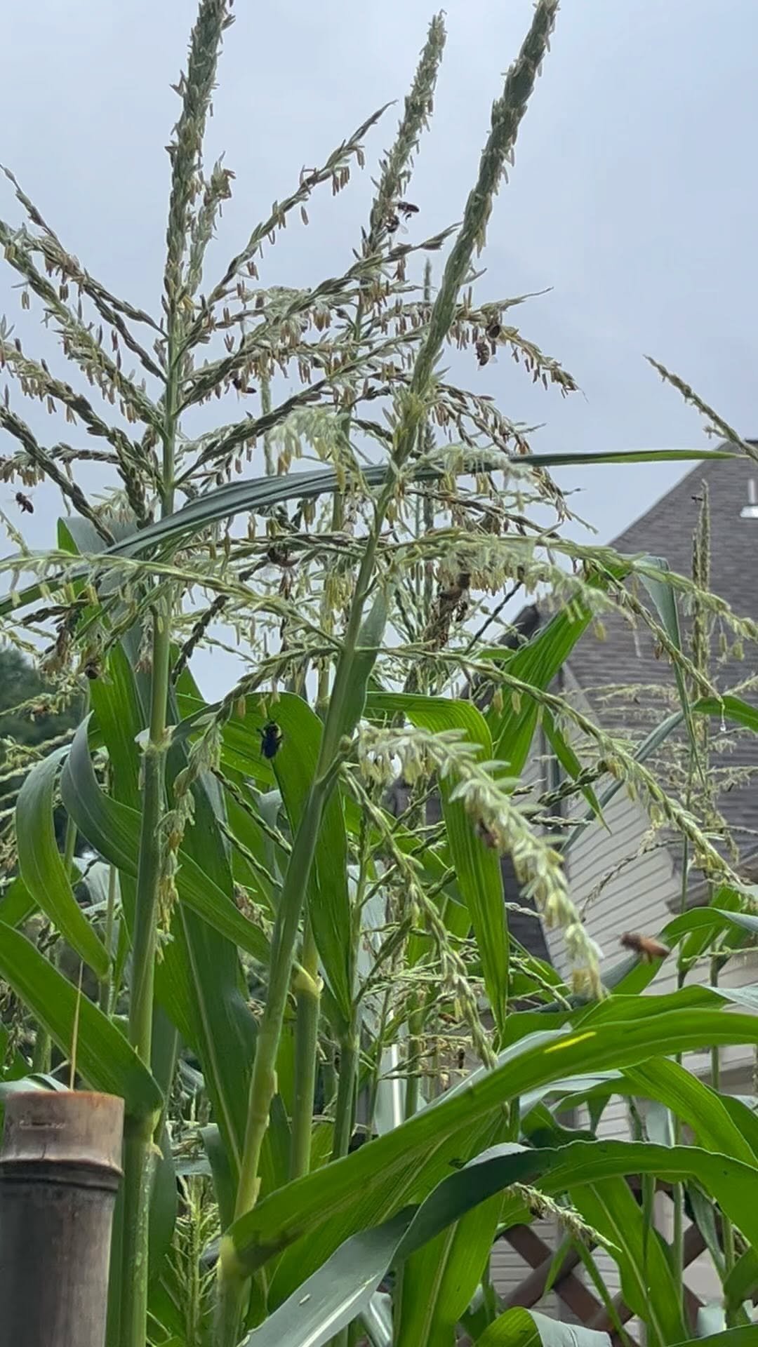 black_suburban_homestead 게시물 이미지: It seems we are literally the “bees knees”...