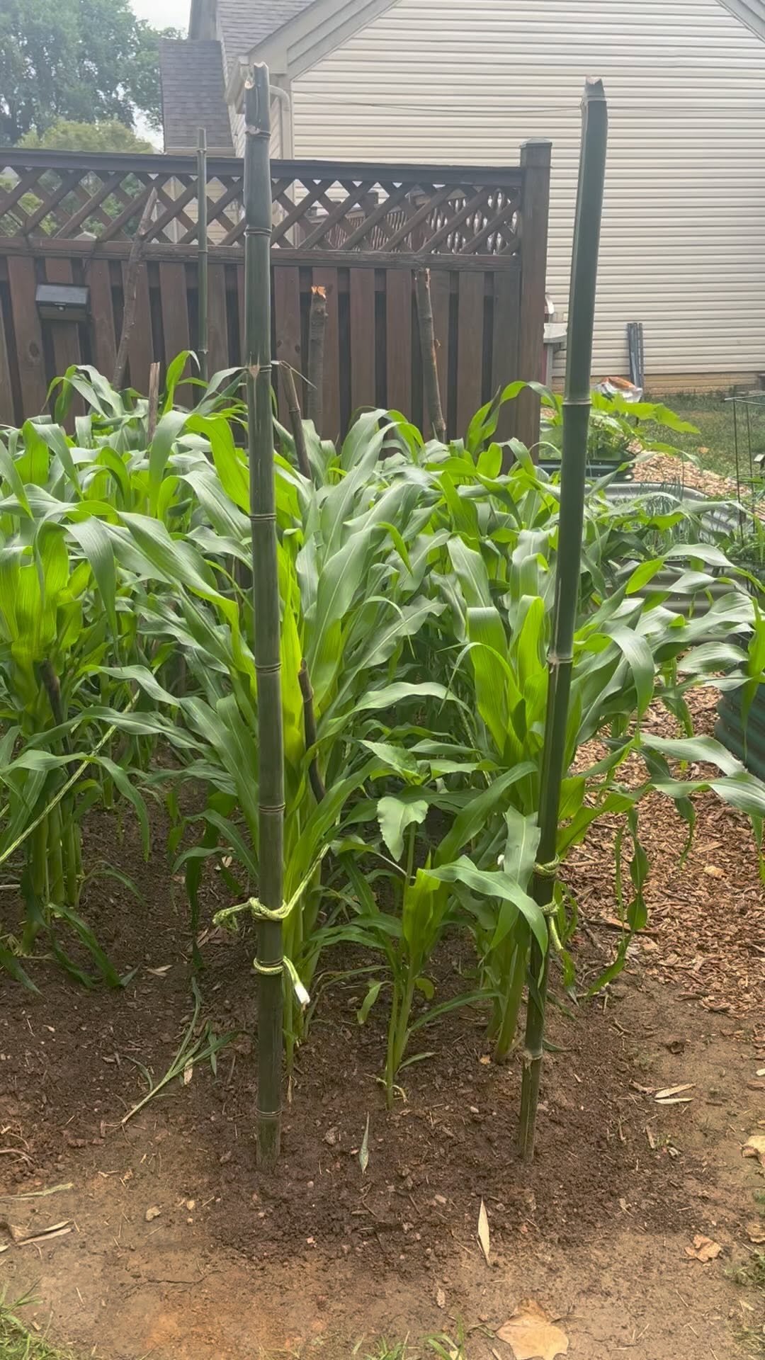 black_suburban_homestead 게시물 이미지: Here’s an Afro-engineered strategy that we...