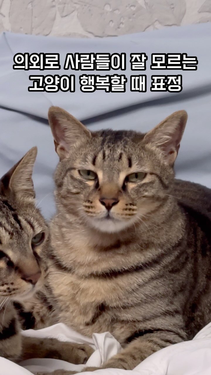 bless_mycat 게시물 이미지: ㅋㅋㅋㅋㅋㅋ 이게 행복한 표정이었어?ㅋㅋㅋ
.
.
.
.
.
.
#개냥이 #고양이...