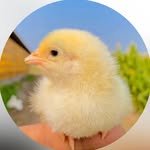 gs_poultry_farm_07 프로필 사진