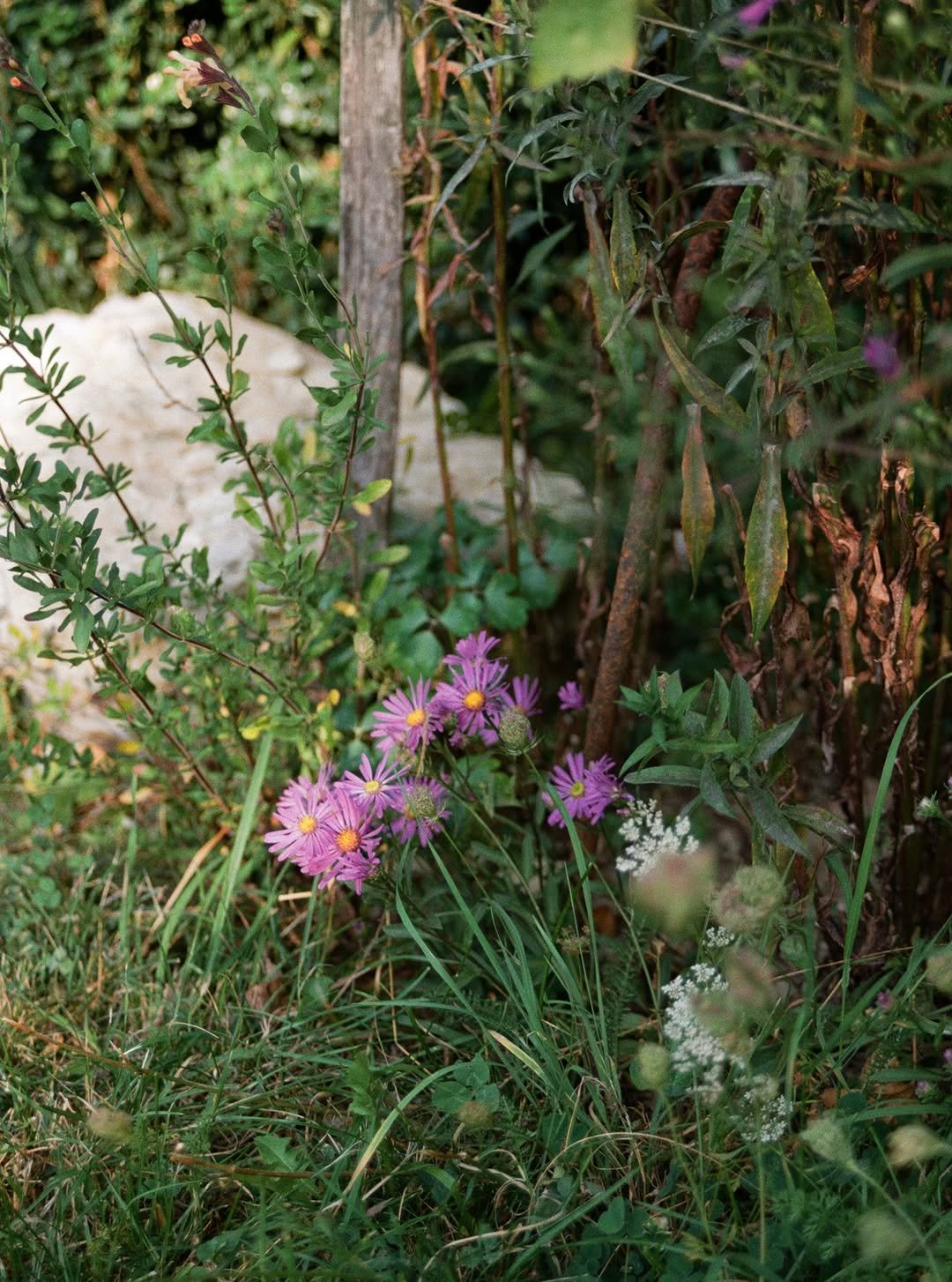 Photo by Johanna Tagada Hoffbeck on October 02, 2025. May be an image of flower and text.