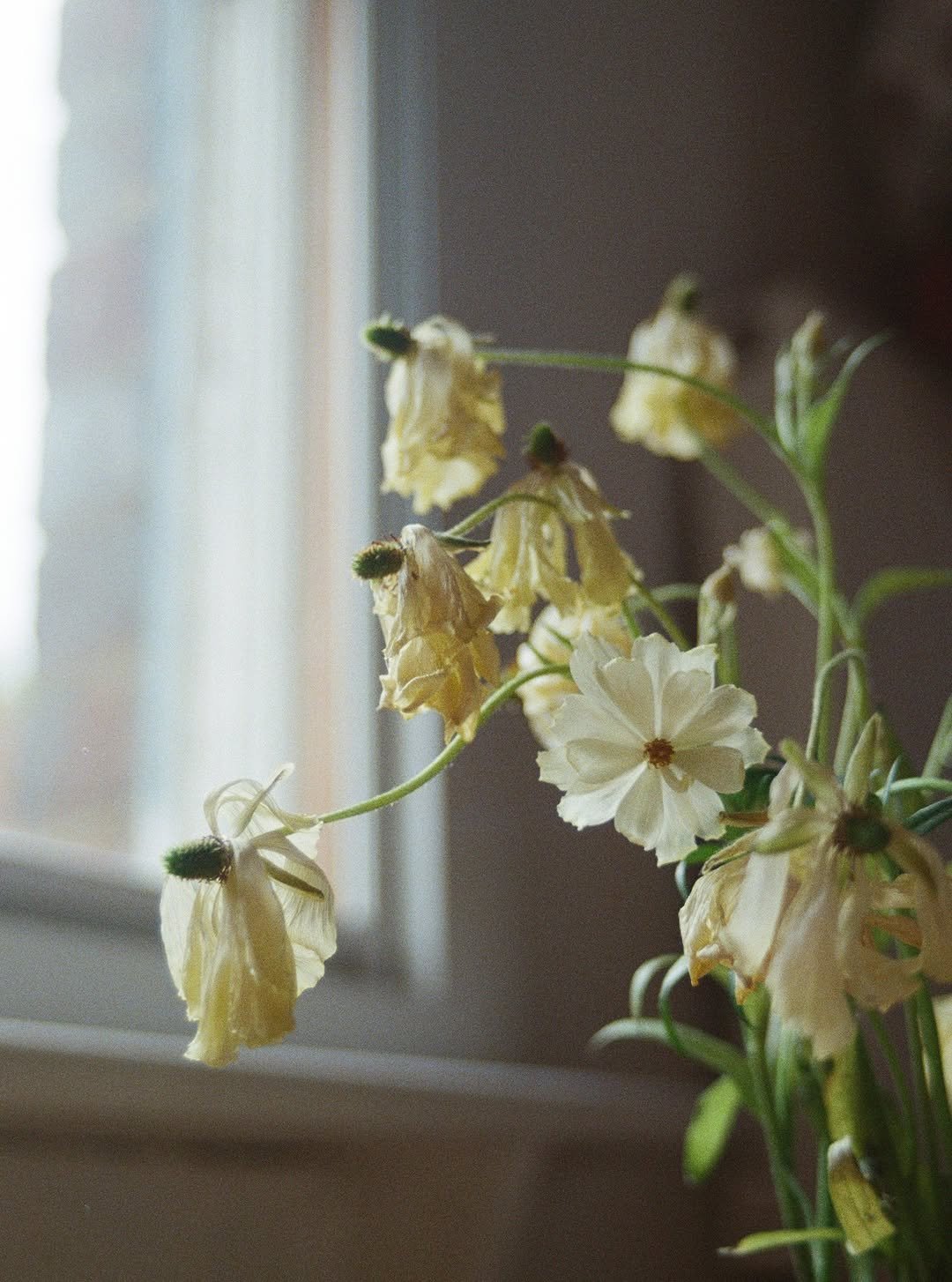 Photo by Johanna Tagada Hoffbeck on August 26, 2025. May be an image of peony and text.