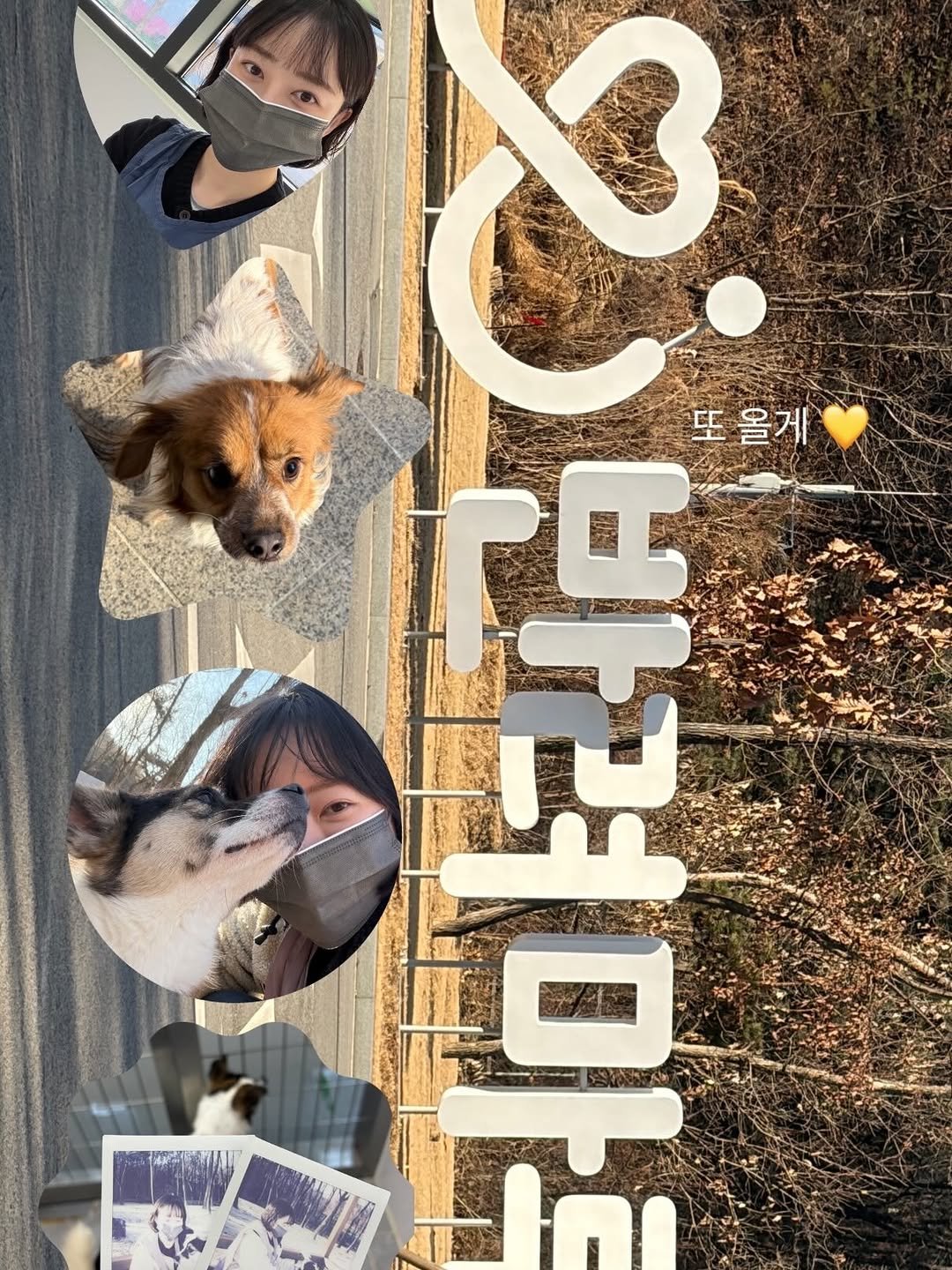 Photo by 바디힐즈 | 재활홈트 𝐍𝐨.𝟏 on December 30, 2025. May be an image of ‎Pekinese, collie, chihuahua, Norwich terrier, poster and ‎text that says '‎جع 또 올게 문‎'‎‎.