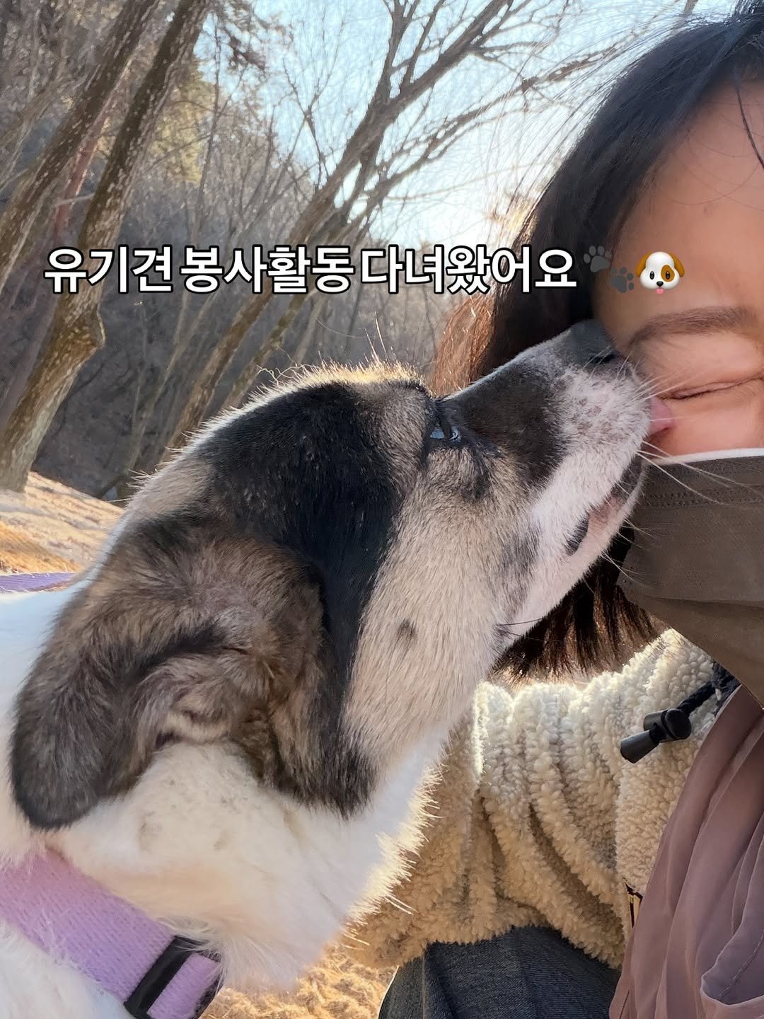 Photo by 바디힐즈 | 재활홈트 𝐍𝐨.𝟏 on December 30, 2025. May be an image of collie and text that says '유기견 유기견봉사활동다 봉사활동 다녀왔어요'.