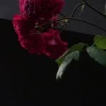 darlingyouarebad_official 프로필 사진