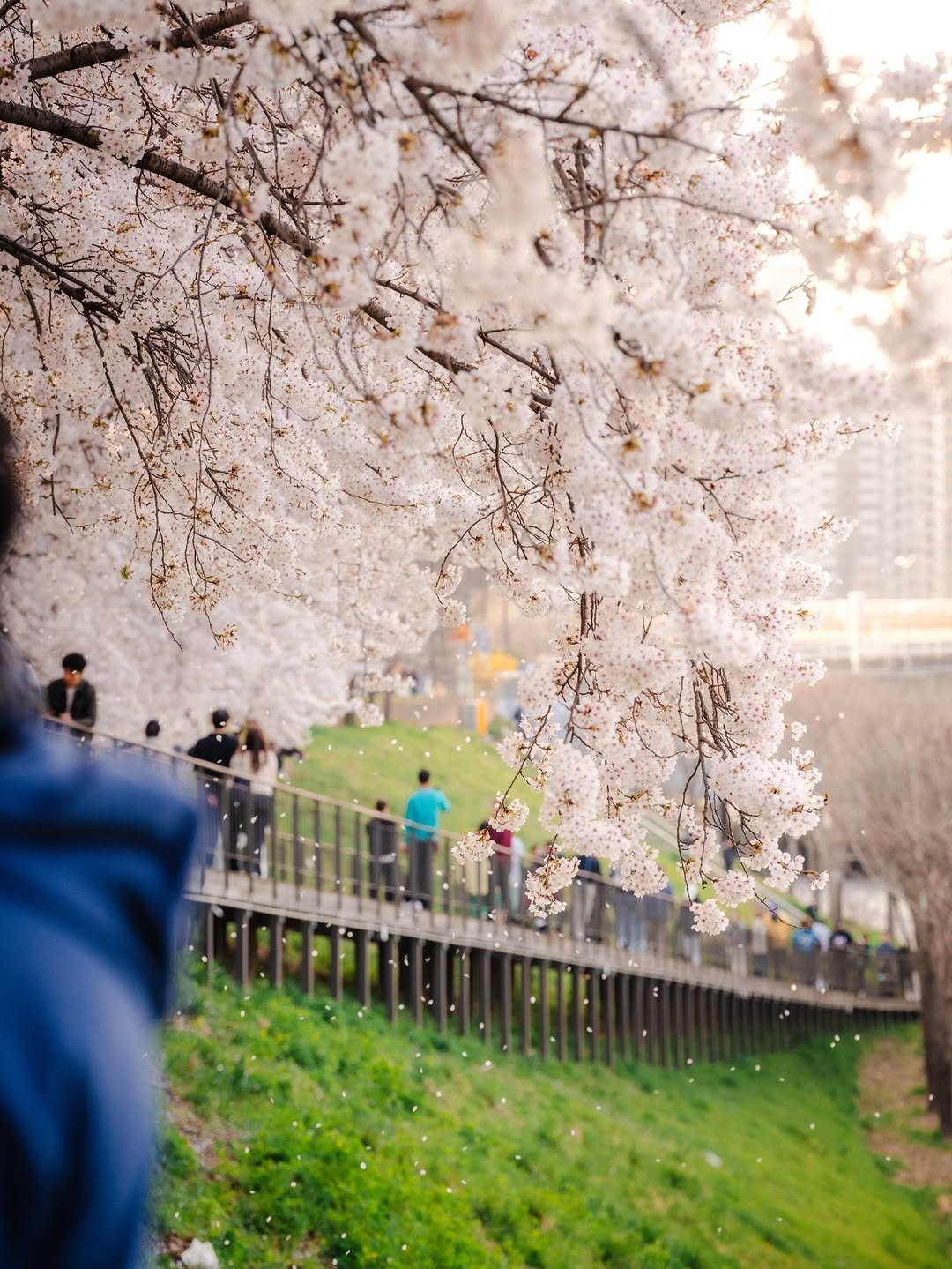 Photo shared by 봉토그래퍼 📷 on March 28, 2026 tagging @seoul_official, @sonykorea, @sonyalpha, @visitseoul_official, @seoul.southkorea, @voyaged, @southkorea.explores, and @korean_adventure. May be an image of stone-fruit tree and text.