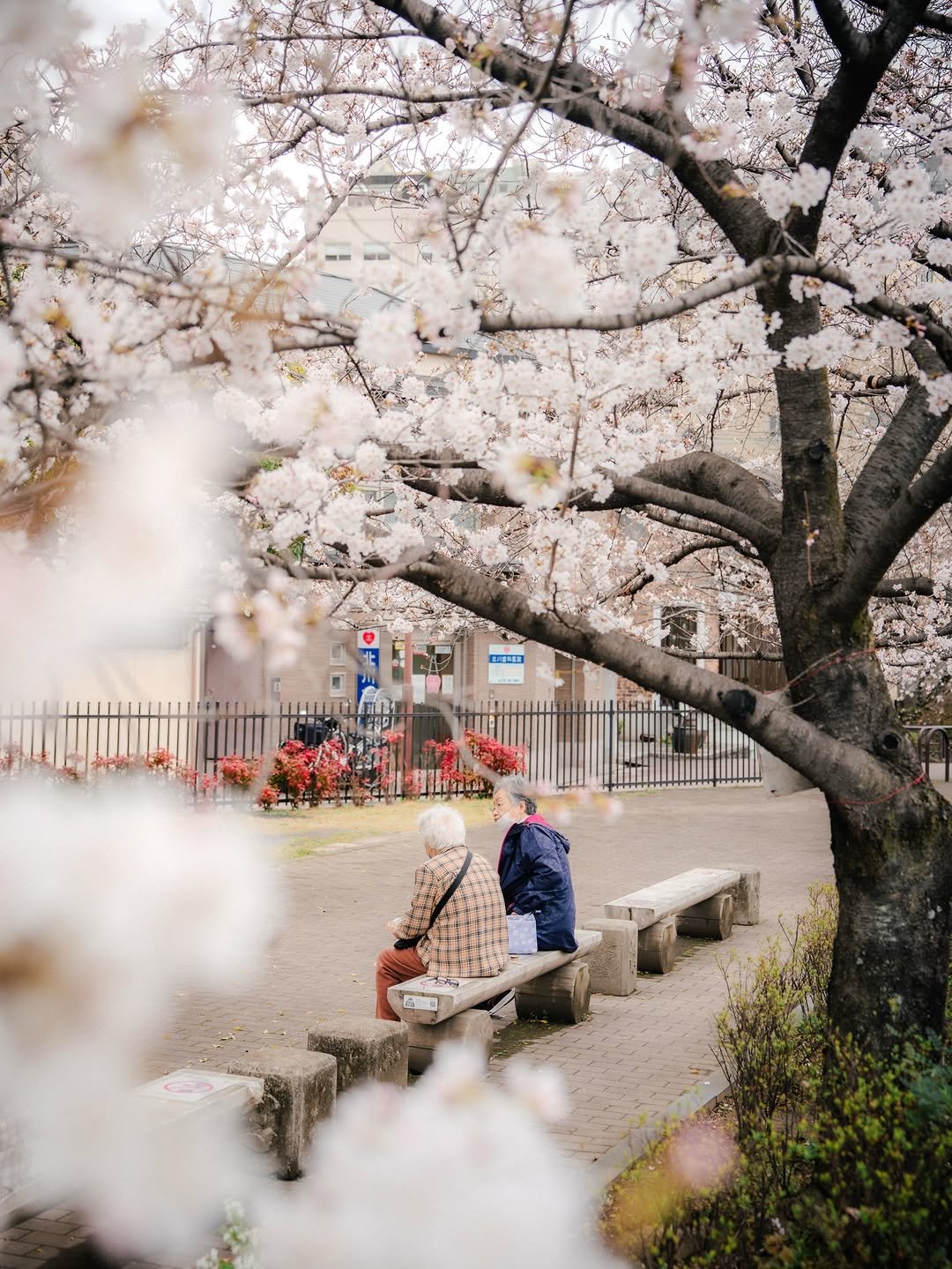 Photo shared by 봉토그래퍼 📷 on March 24, 2026 tagging @sonykorea, @sonyalpha, and @voyaged. May be an image of one or more people, stone-fruit tree and text.
