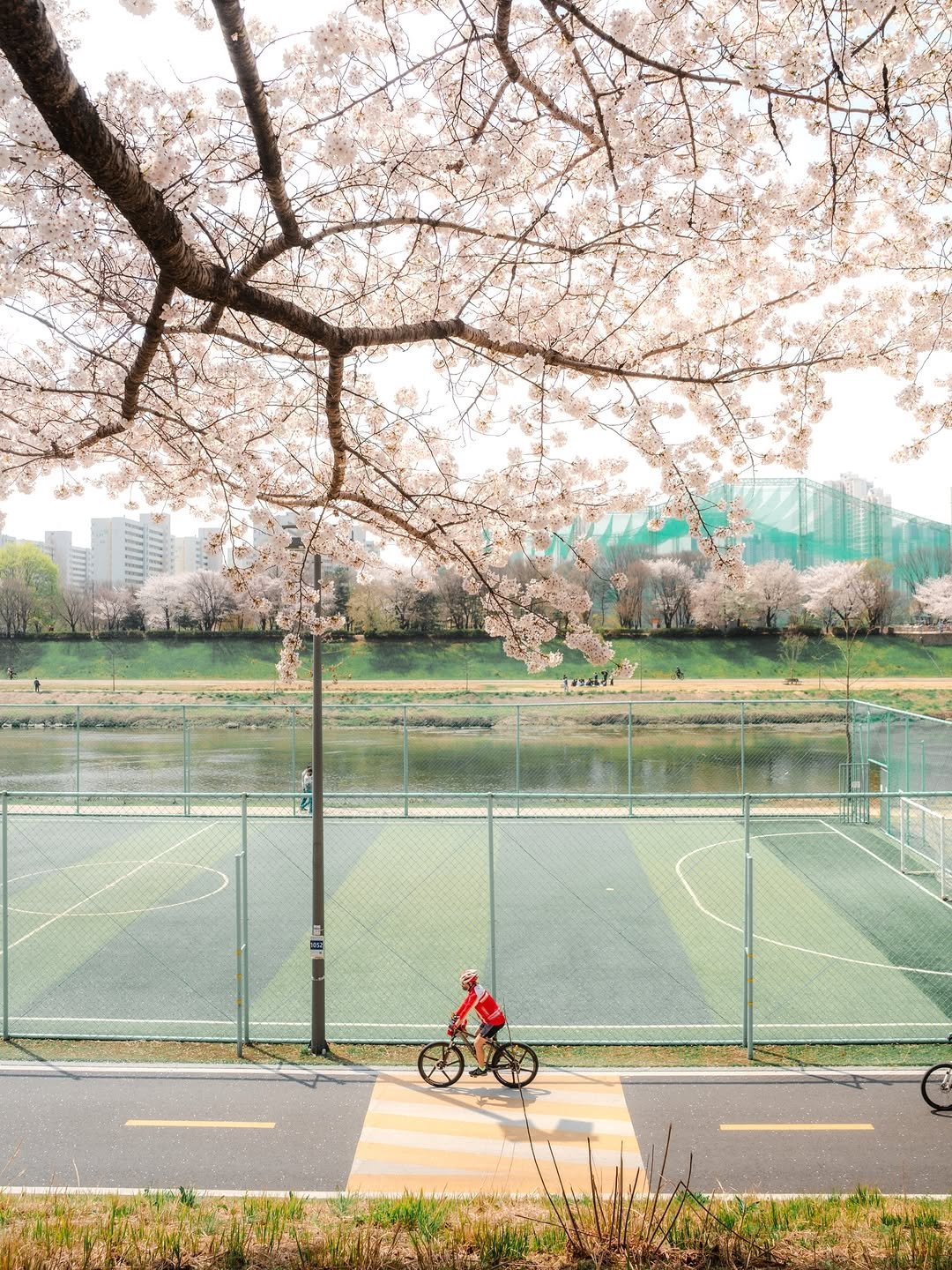 Photo shared by 봉토그래퍼 📷 on March 30, 2026 tagging @seoul_official, @sonykorea, @sonyalpha, @visitseoul_official, @seoul.southkorea, @voyaged, @southkorea.explores, and @korean_adventure. May be an image of tennis, stone-fruit tree and text.