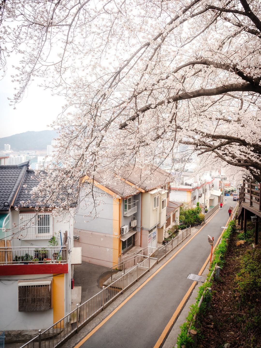 Photo by 봉토그래퍼 📷 on March 12, 2026. May be an image of stone-fruit tree and text.